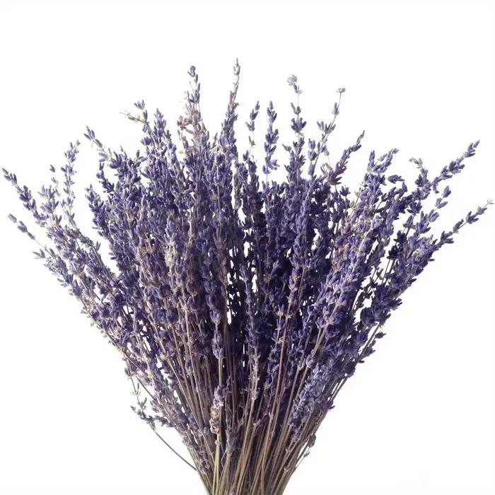 Bouquets de fleurs de µséchées naturelles, fleurs artificielles, décoration pour la maison, le burea