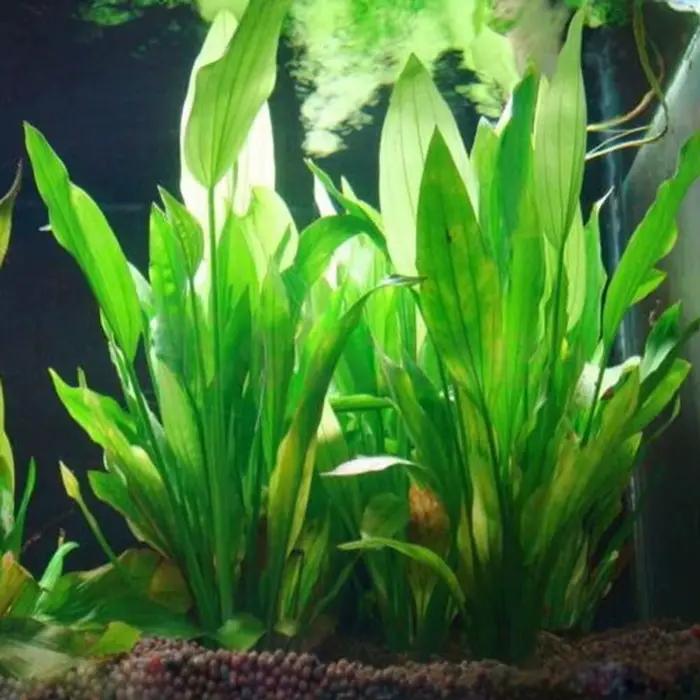 Plantes artificielles pour aquarium merveilleuses plantes sous-marines décoratives poissons cachettes habitat aquarium naturel-decoration