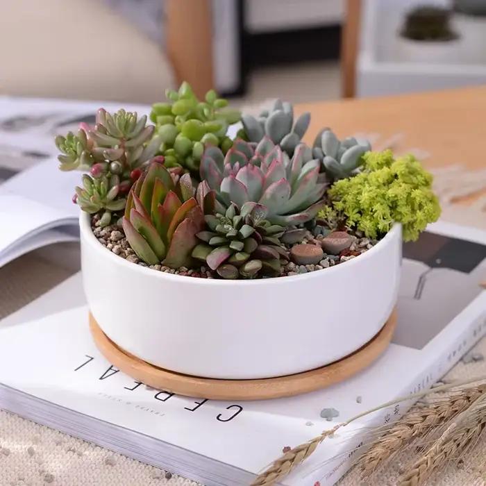 Pot de fleurs rond en céramique blanche, jardinière succulente, pot de plante quantique décoratif, récipient avec bambou, décoration de bureau à domicile