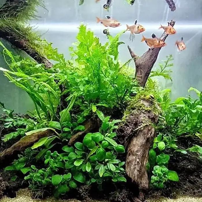 Tronc d'arbre naturel pour la décoration d'aquarium, décor d'illustration en bois, décor d'ornements incités, décor de mousse de fond précieux de poisson, 1PC