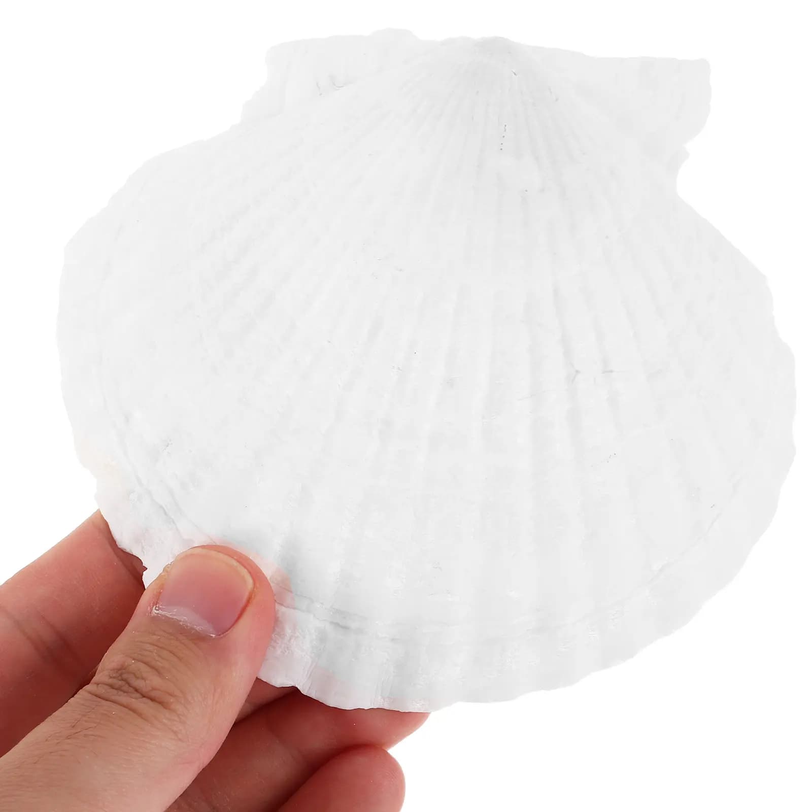 18 coquilles de pétoncle naturelles blanches, grandes coquilles marines pour loisirs créatifs, peint
