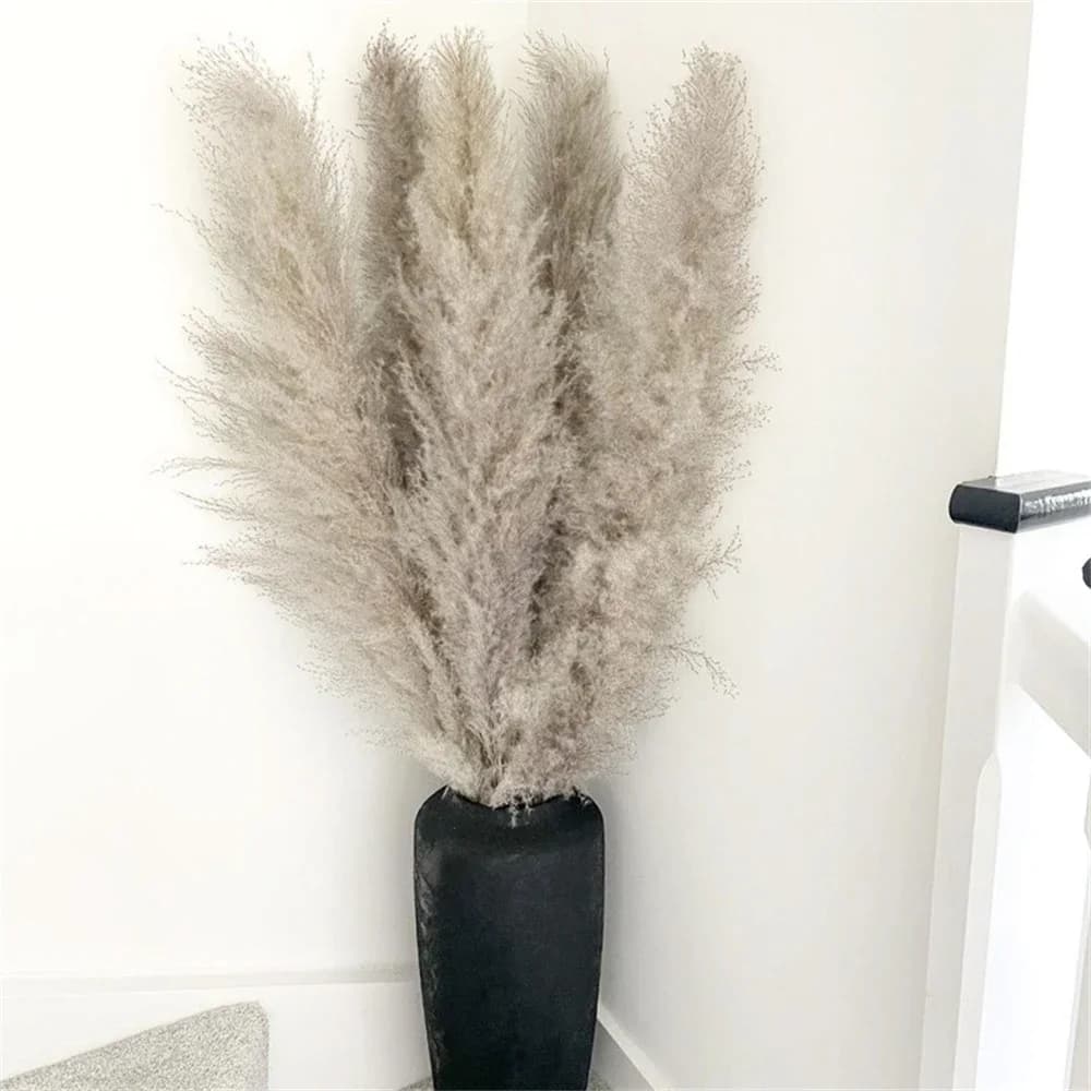 Herbe de la Pampa XXL 80-120 cm, Grande et Moelleuse, Fleurs Séchées, Décoration Bohème pour Vase, M