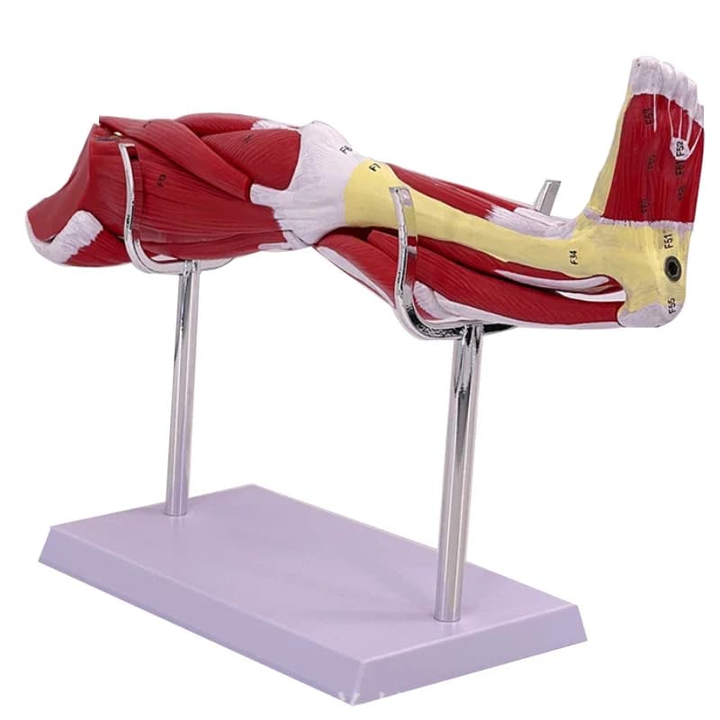 Anatomie musculaire du bras des membres 40x20x16cm, muscle des membres inférieurs des jambes 50x29x16cm, nerf vasculaire attaché, modèle de structure musculaire humaine