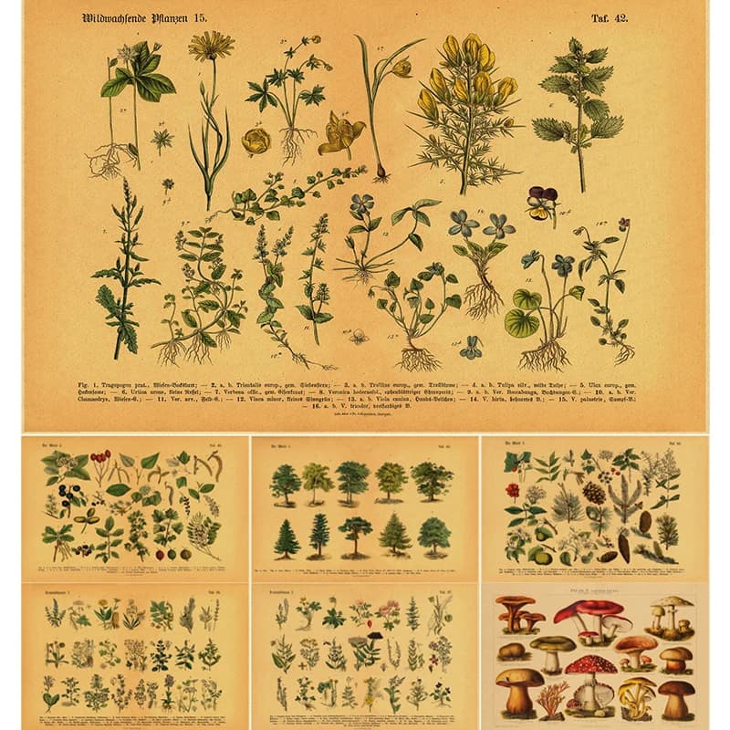 Affiche de botanique de cuisine