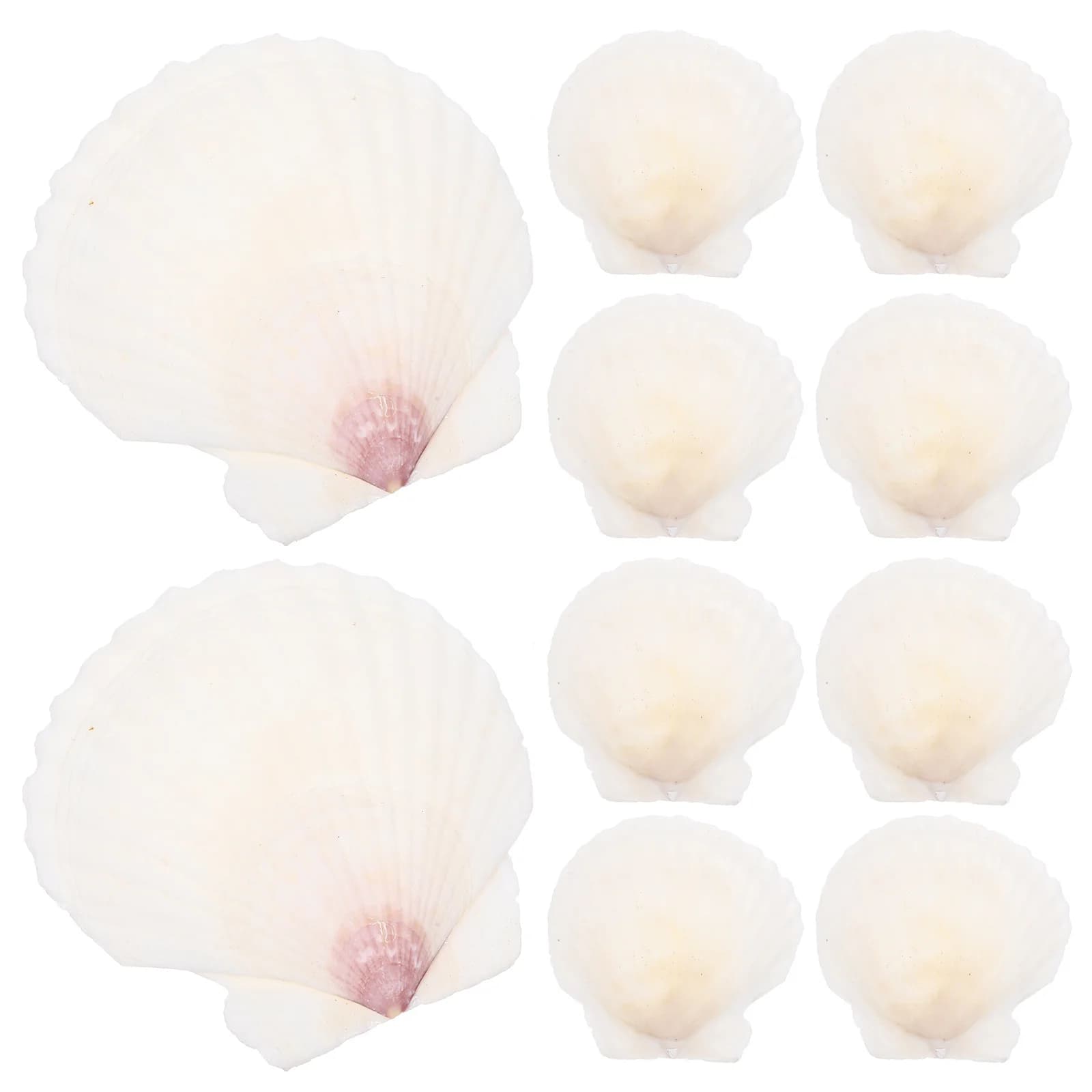 Ensemble de décoration en coquillage, 10 pièces, coquillages naturels, matériel artisanal pour bricolage, mariage, maison, décoration d'aquarium, aménagement paysager