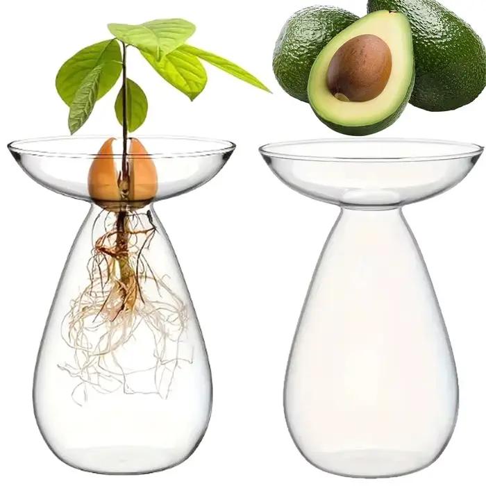 Vase transparent pour semis d'avocat, vase hydroponique en verre pour culture d'avocat, vase à fleurs pour arbre d'avocat
