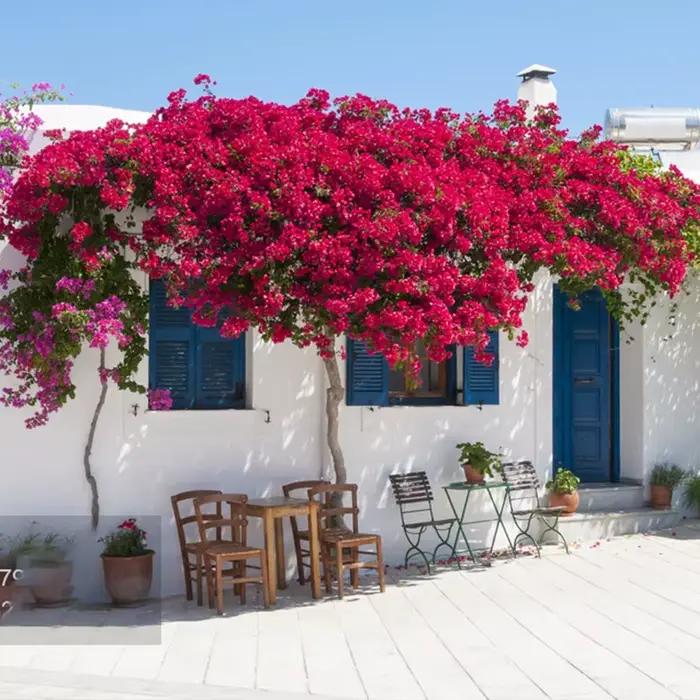 Fleur artificielle Bougainvillea en soie pour décoration de mariage, maison, jardin, occasions spéciales, anniversaires, cérémonies