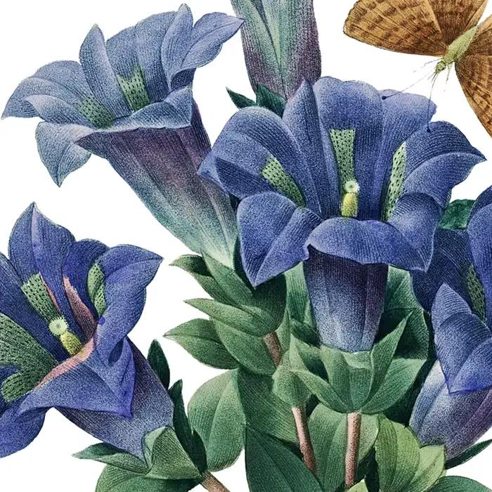 PJ. Affiches et imprimés Vintage de fleurs de Redoute