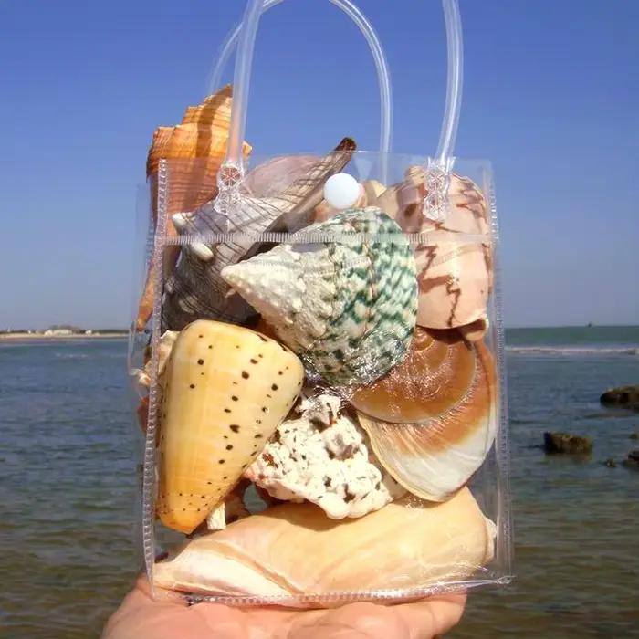 Collection de coquillages naturels - Conque