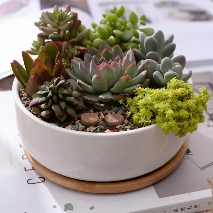 Pot de fleurs rond en céramique blanche, jardinière succulente, pot de plante quantique décoratif, récipient avec bambou, décoration de bureau à domicile