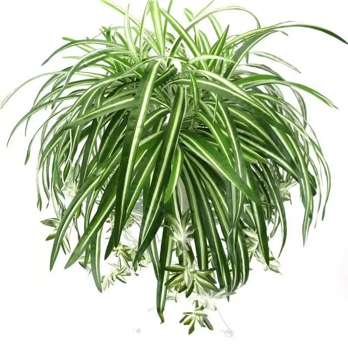 Plantes Artificielles en PVC pour Décor de Salon