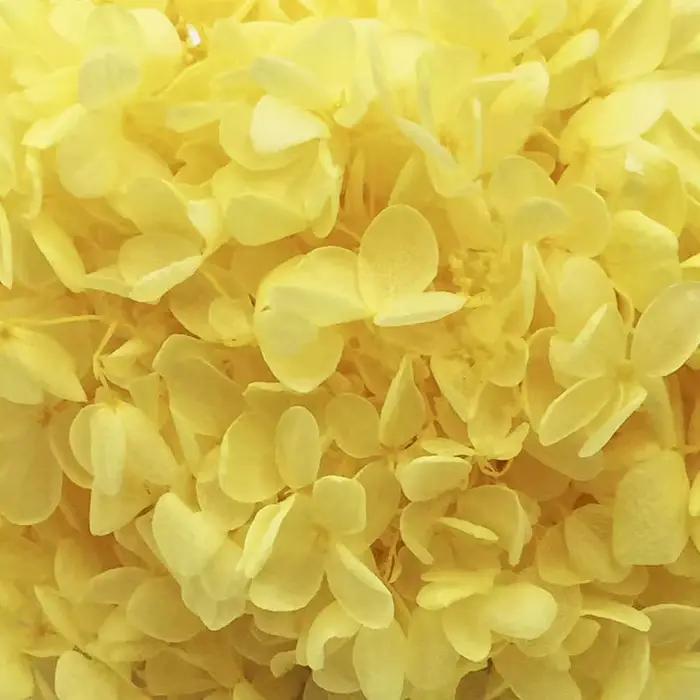 100G Grade B Hortensia en bois fleurs pour toujours