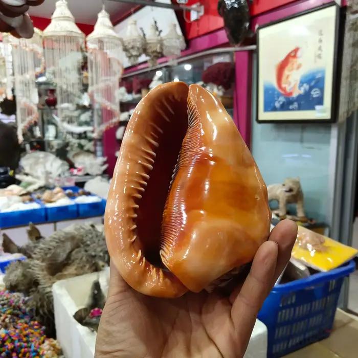 Conques et coquillages naturels pour la décoration intérieure