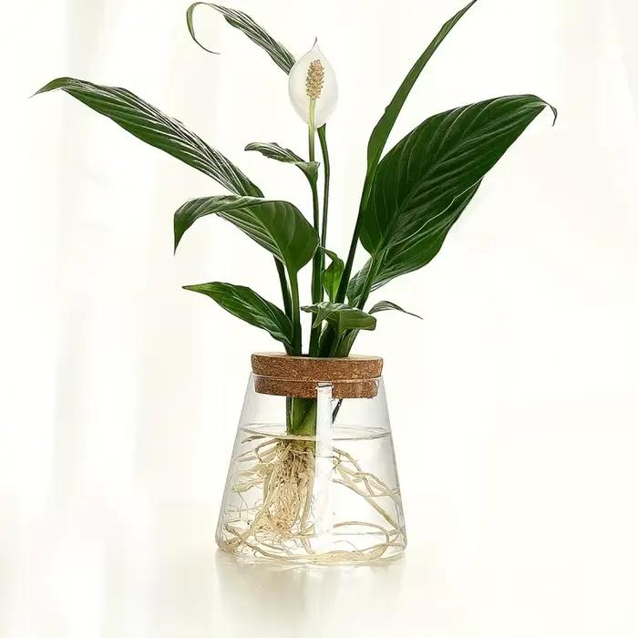 Support de plante hydroponique en verre transparent