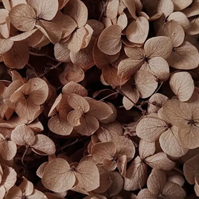 Fleurs d'hortensia séchées 20g