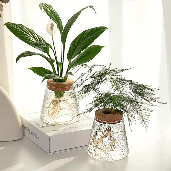 Support de plante hydroponique en verre transparent
