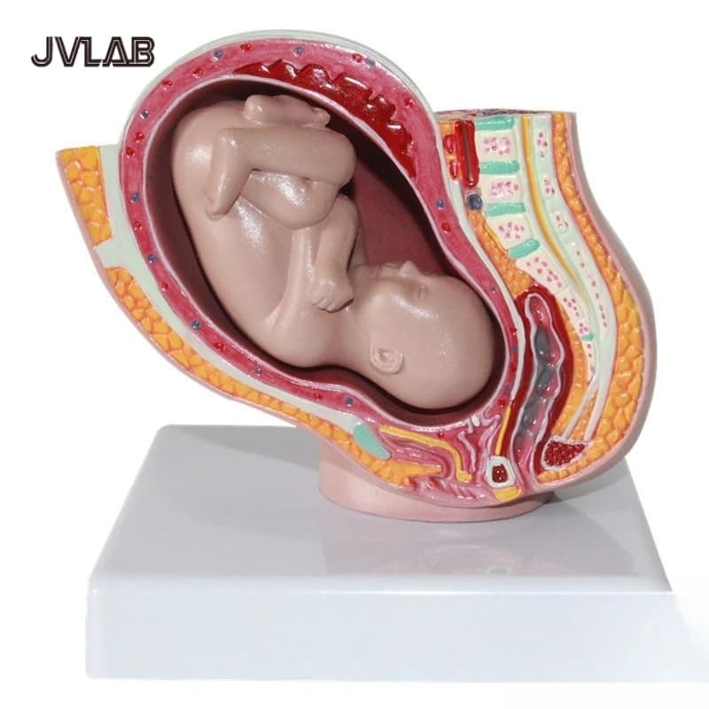Section pelvienne humaine féminine, modèle anatomique de grossesse, modèle de foetus de bébé de neuf