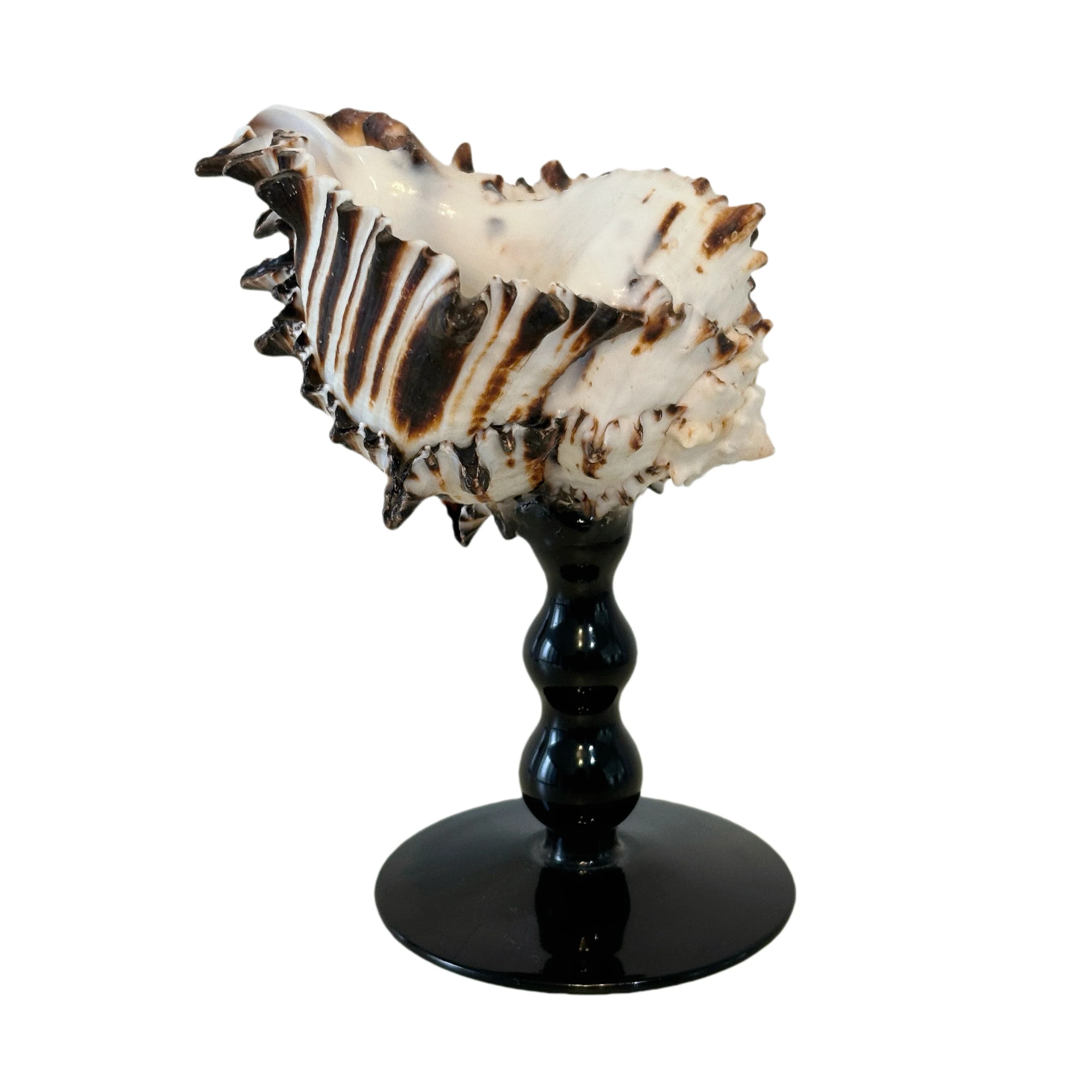 Tasse conque noire naturelle classique, verre à tige courte, cadeau mignon pour filles, articles de