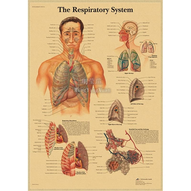 Affiche Vintage rétro, Structure du corps, squelette du système nerveux, anatomie humaine du genou,