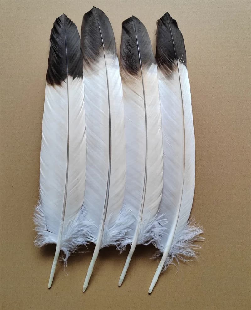 Lot de 10 Plumes d'Aigle Naturelles de 40-50 cm, Grandes Plumes d'Oiseau, Plumes de Faucon Décorativ