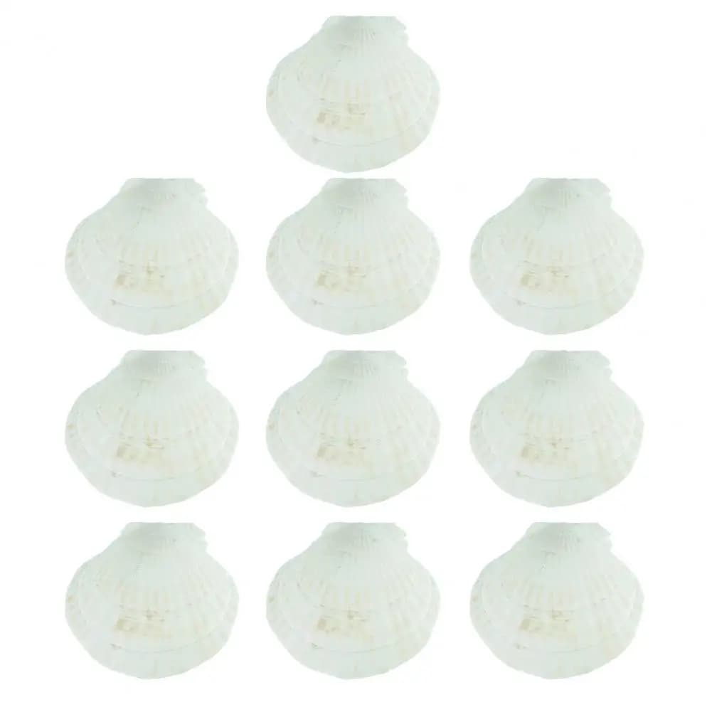 Coquilles de pétoncle blanches naturelles brillantes, 10 pièces, pour bricolage, artisanat, bijoux e