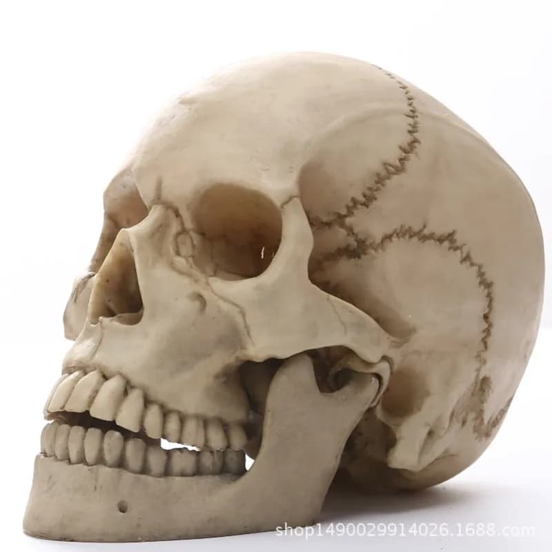 Statue de crâne de tête humaine pour la décoration intérieure, figurine en résine d'Auckland, décoration d'Halloween, sculpture médicale, artisanat de modèle de croquis de fuchsia, 1:1